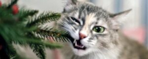 gatto che mastica le foglie dell'albero di Natale