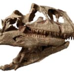 Il gigante del Giurassico: la scoperta del dinosauro Lishulong wangi