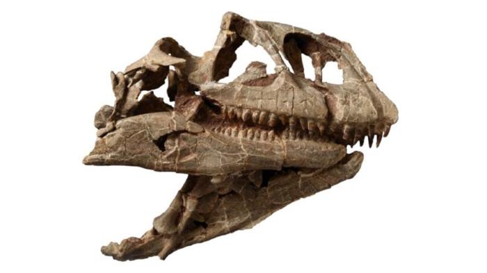 Cranio giurassico di 200 milioni di anni scoperto in Cina rivela nuova specie di dinosauro