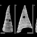 La Corsa della Regina Rossa: L’Evolvere della Vita nel Cambriano Inferiore