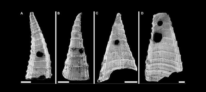 Nell'era cambriana, avere buchi perforati nei loro gusci rappresentava una minaccia significativa per Lapworthella fasciculata, dando il via alla più antica corsa agli armamenti che abbiamo trovato.