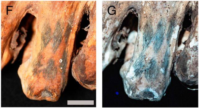 Tatuaggi mozzafiato rivelati sulla pelle di mummie peruviane di 1.200 anni fa