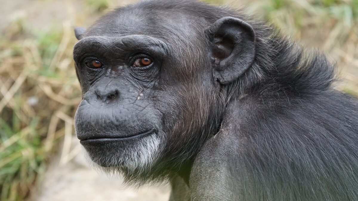 wildlife-zoo-mammal-fauna-primate-chimpanzee-868025-pxhere.com_-scaled-1-1.jpg