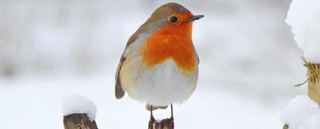european_robin_quantum_limit_header-642x260-1-1.jpg
