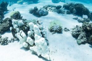 I reef corallini dovrebbero essere pieni di colore, ma oggi il Ningaloo Reef sembra essere stato fotografato in bianco e nero.