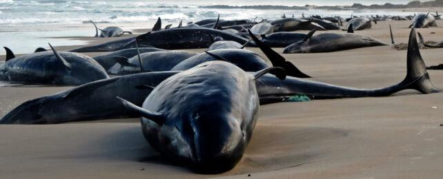 whale_stranding_tasmania_header-642x260-1-1.jpg