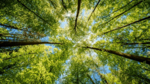 una chioma di alberi in una foresta, alberi verdi contro un cielo blu