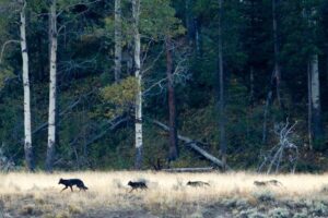 La foto mostra un campo aperto di fronte a un bosco sullo sfondo. Nel mezzo dell'inquadratura, si possono vedere quattro lupi che si muovono da destra a sinistra.