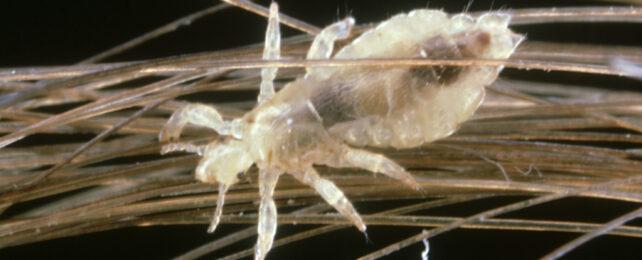 human_head_louse_header-642x260-1.jpg