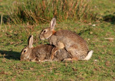 rabbits-s.jpg