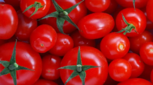 Innovazioni nella Coltivazione di Pomodori e Melanzane